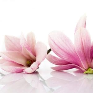 Magnolia – Huiles essentielles